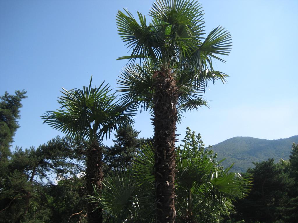 Villa Margherita Lake Maggiore Kültér fotó